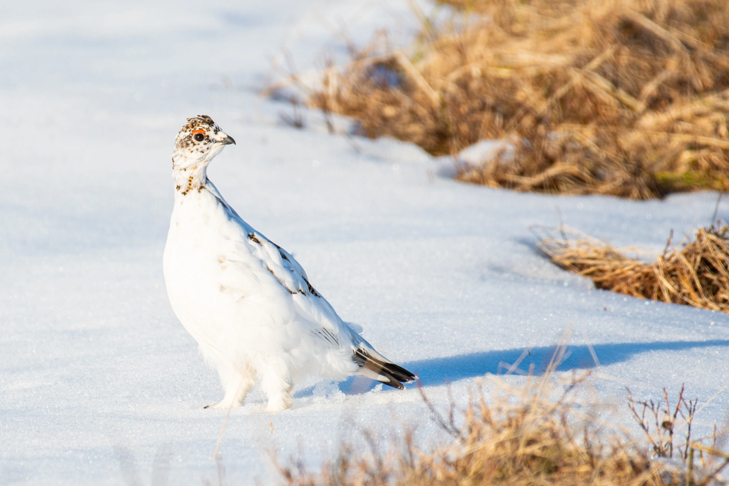 Ptarmigan bird on island of Hrisey in North Iceland