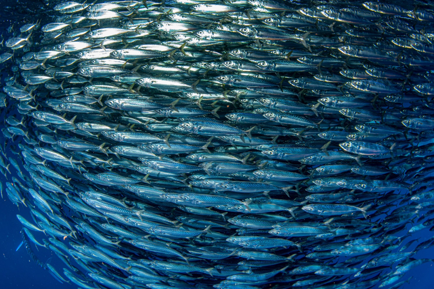 Sardine school of fish - underwater. By: Andrea Izzotti. Source: Adobe Stock