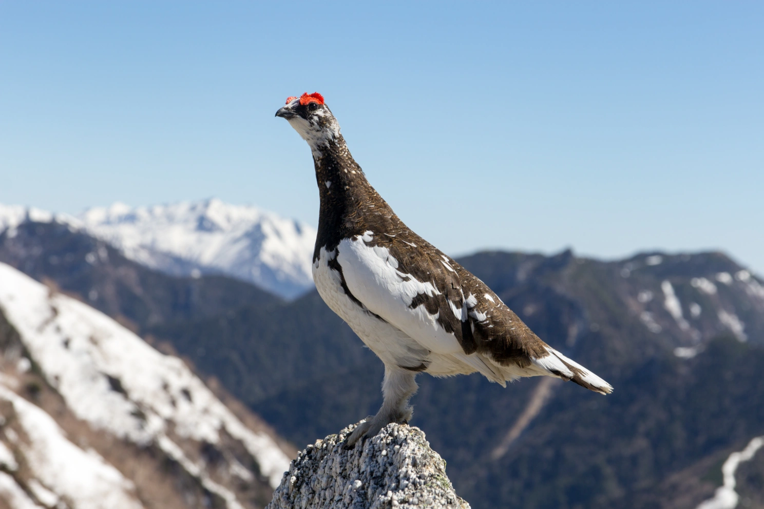 Male rock ptarmigan (L. m. japonicum) in summer plumage on Mount Tsubakuro, Japan. Credit: Daisuke Tashiro. Wikimedia commons / CC BY-SA 2.0. https://en.wikipedia.org/wiki/Rock_ptarmigan#/media/File:Lagopus_muta_japonica_Mount_Tsubakuro.jpg